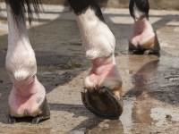 brandy Descubrir Mercurio Abscesos de los cascos en caballos: las 7 causas más frecuentes